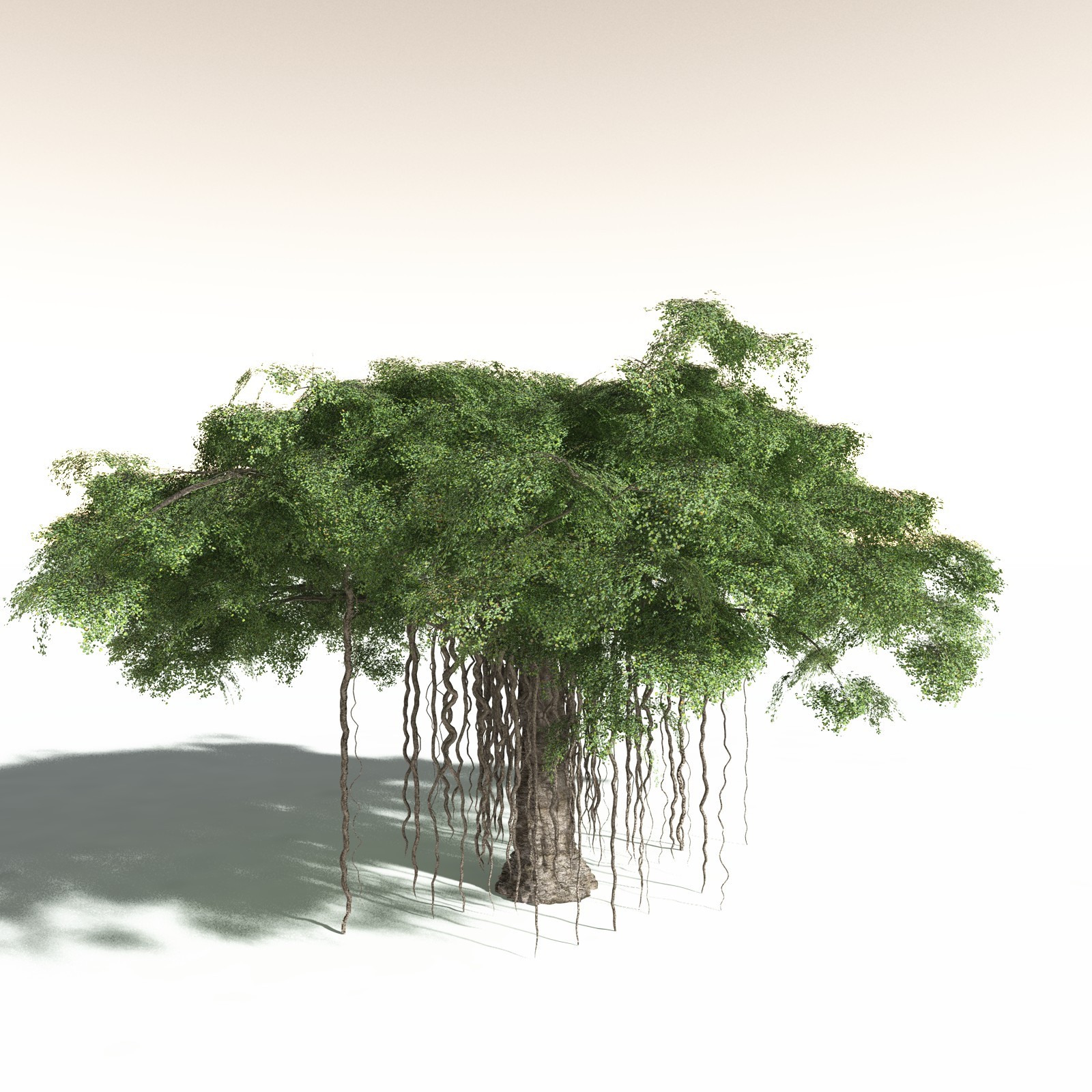 EVERYPlant Banyan Tree for Daz by N/A
