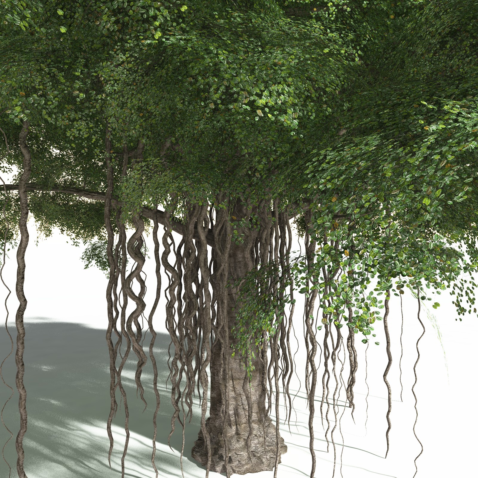 EVERYPlant Banyan Tree for Daz by N/A