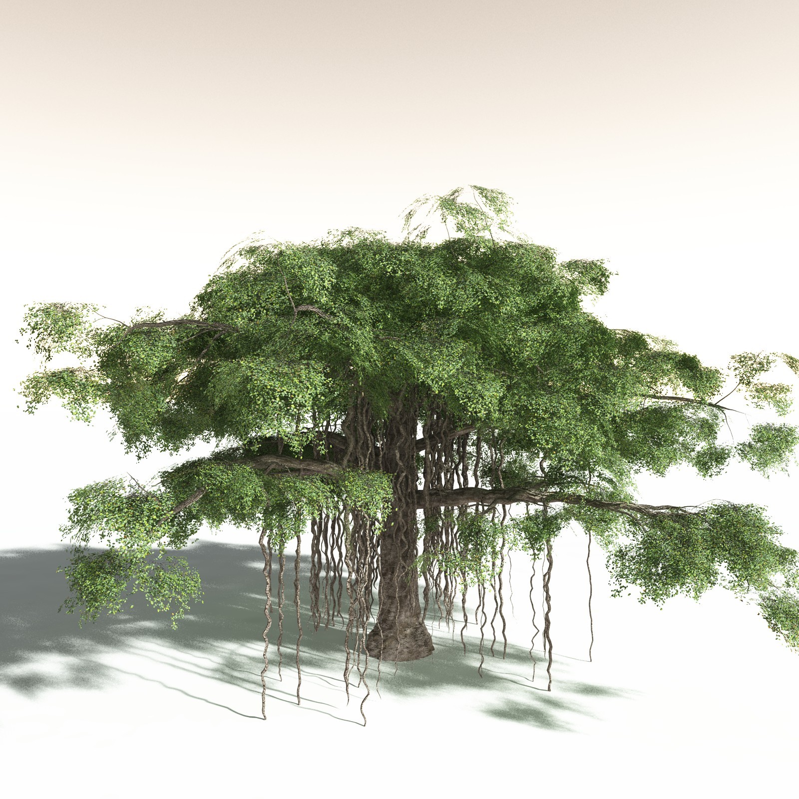 EVERYPlant Banyan Tree for Daz by N/A