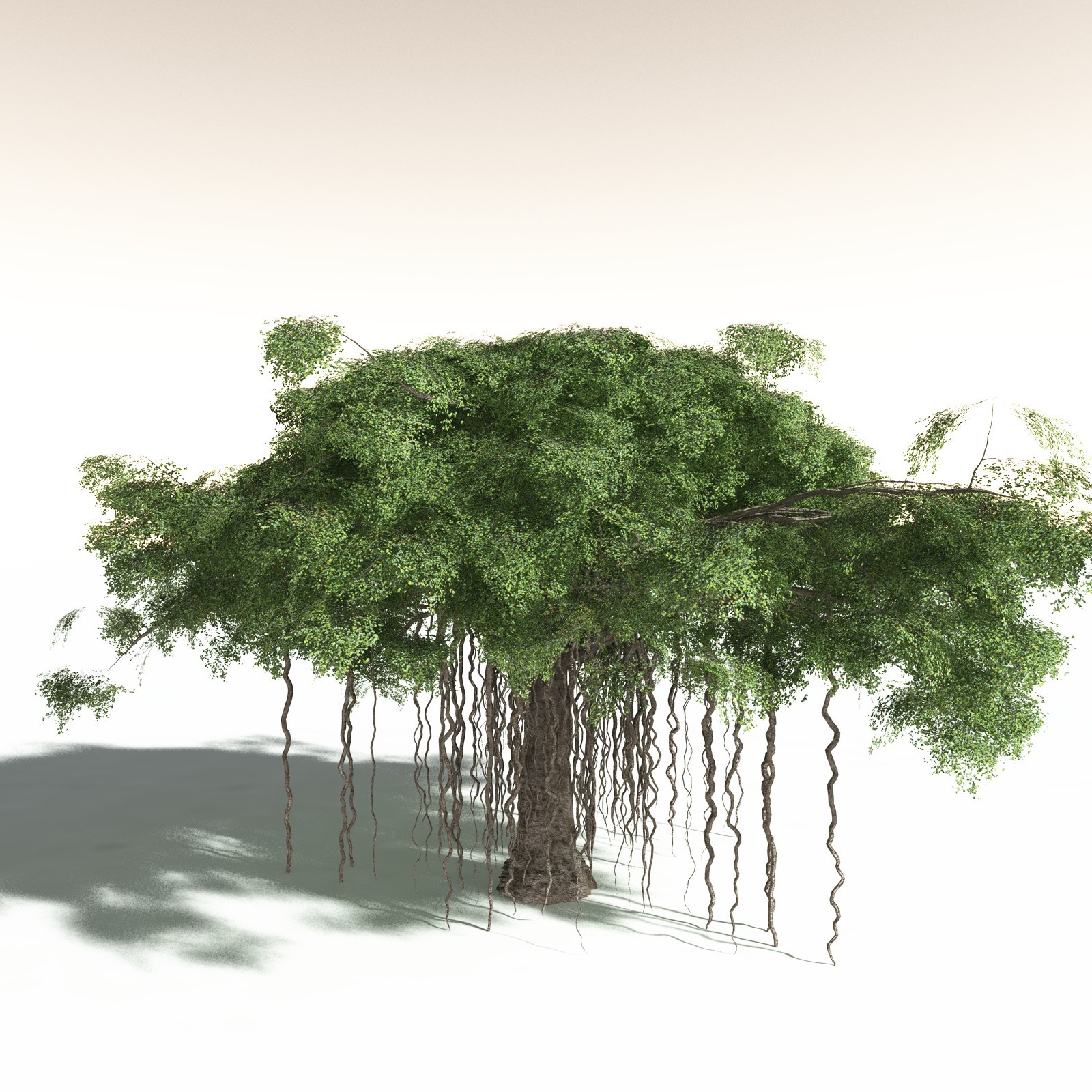 EVERYPlant Banyan Tree for Daz by N/A