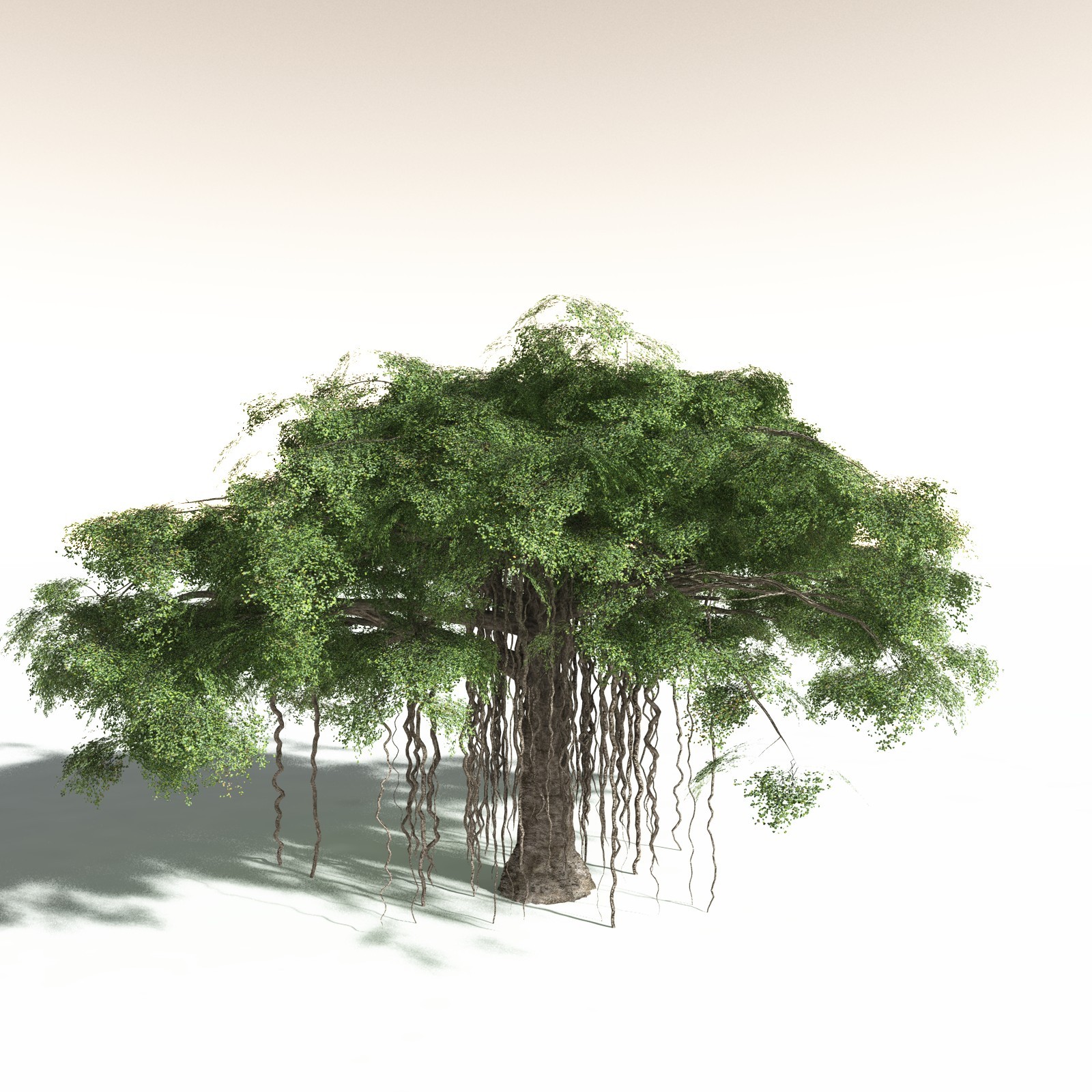 EVERYPlant Banyan Tree for Daz by N/A