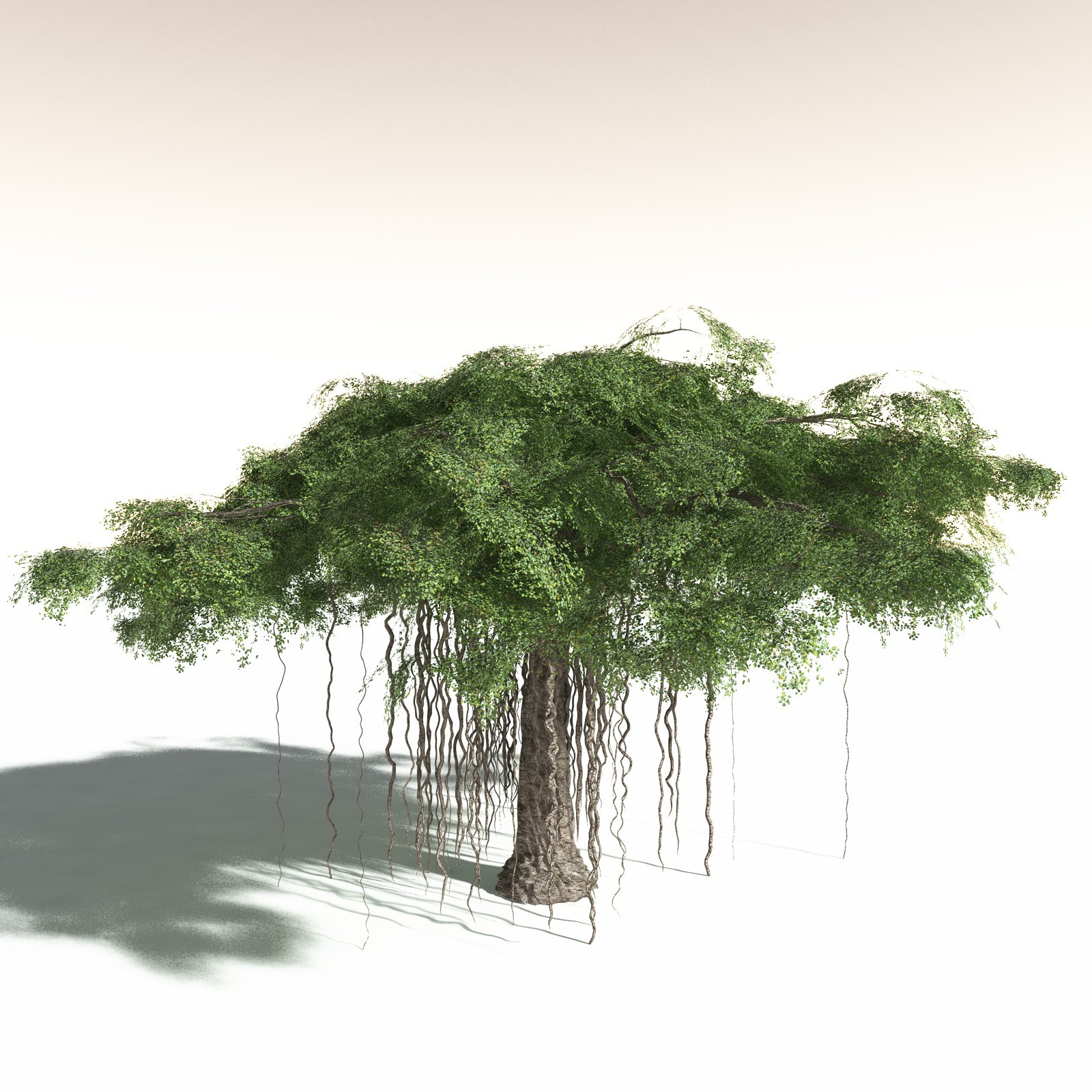 EVERYPlant Banyan Tree for Daz by N/A