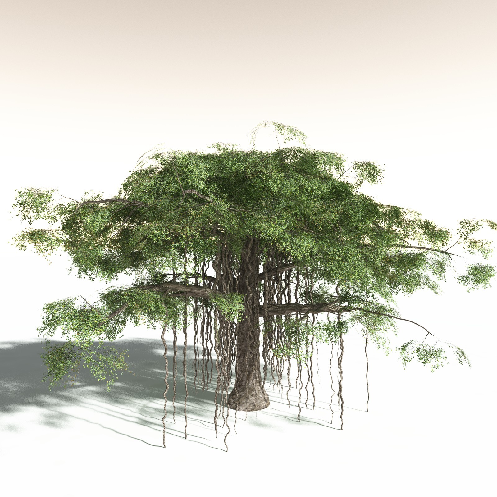 EVERYPlant Banyan Tree for Daz by N/A