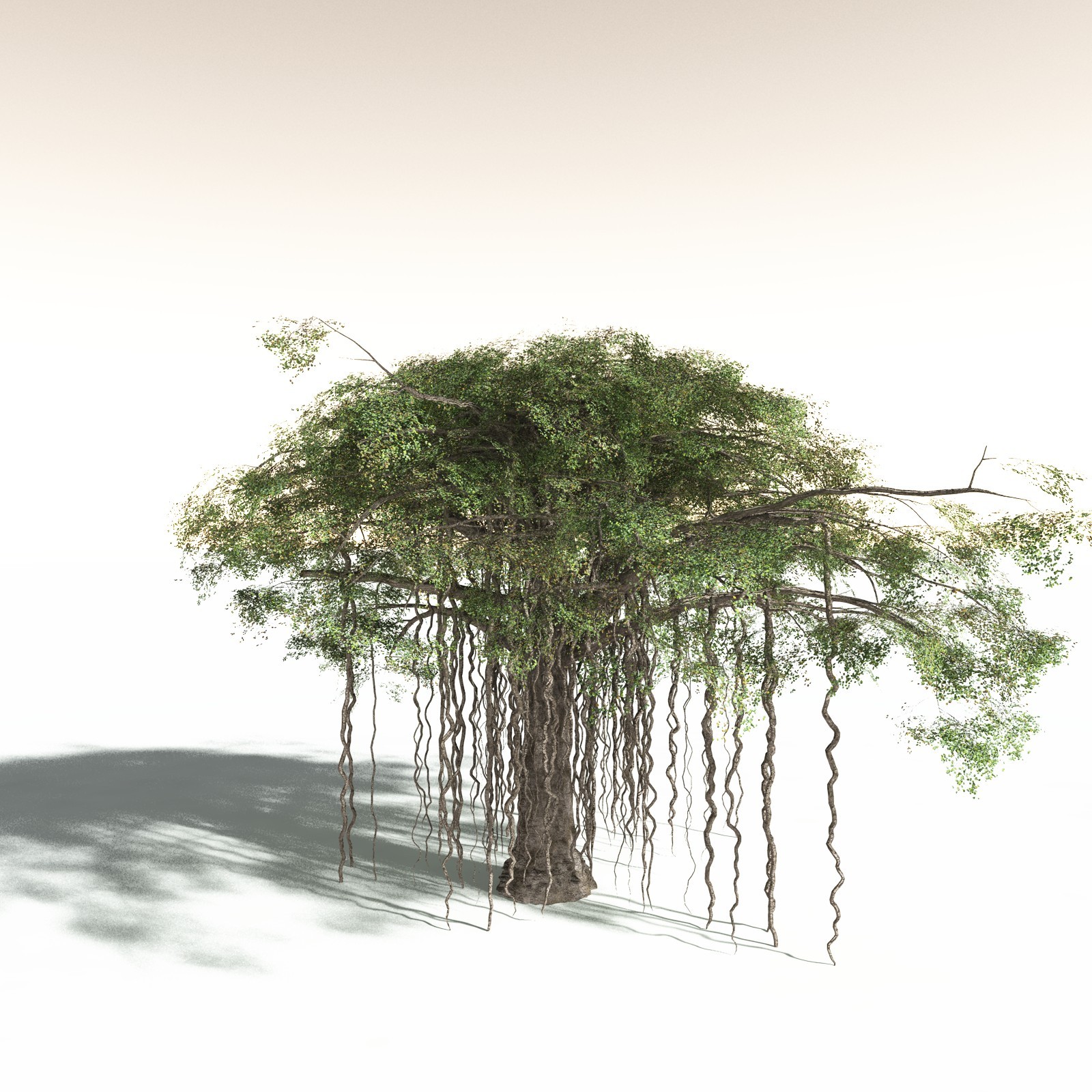EVERYPlant Banyan Tree for Daz by N/A