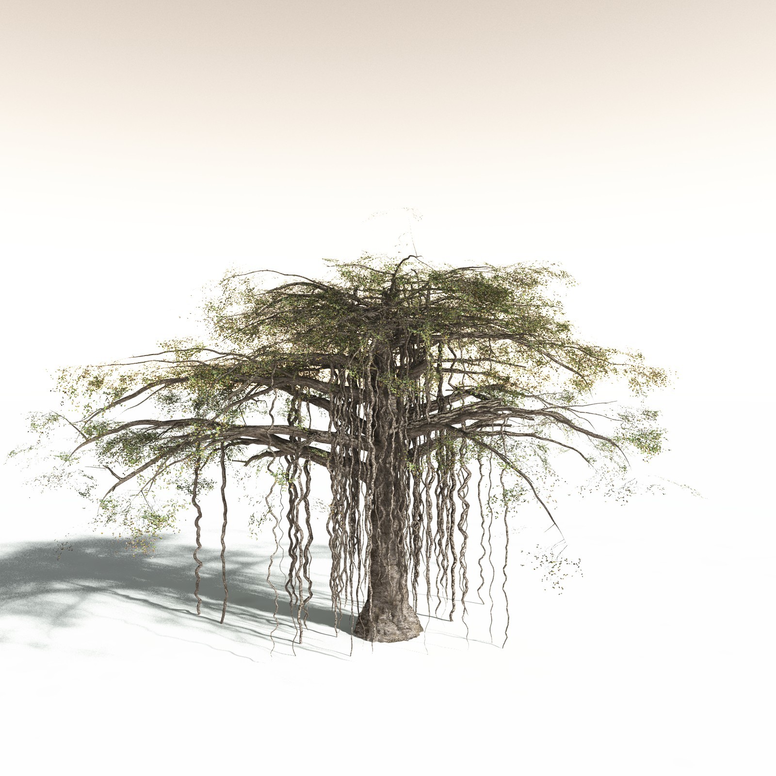 EVERYPlant Banyan Tree for Daz by N/A