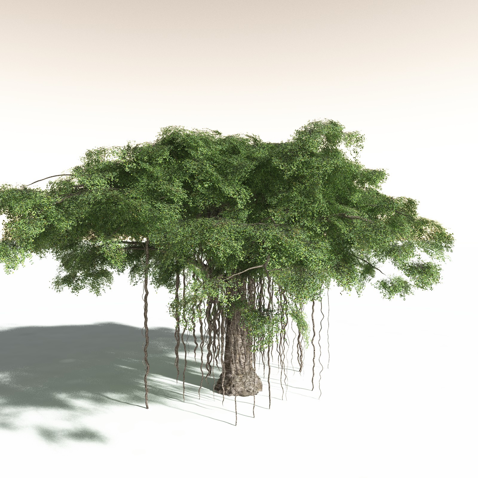 EVERYPlant Banyan Tree for Daz by N/A