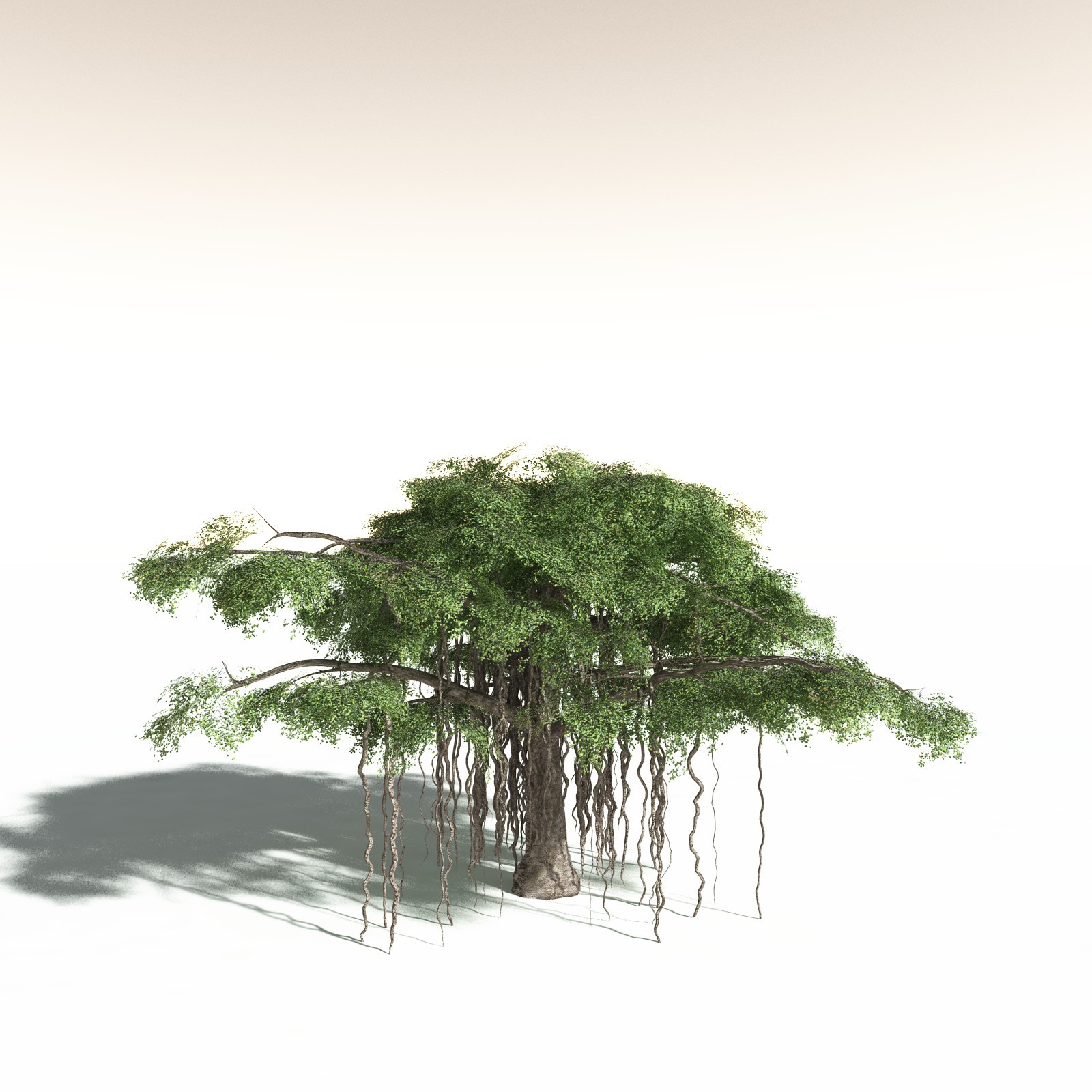 EVERYPlant Banyan Tree for Daz by N/A