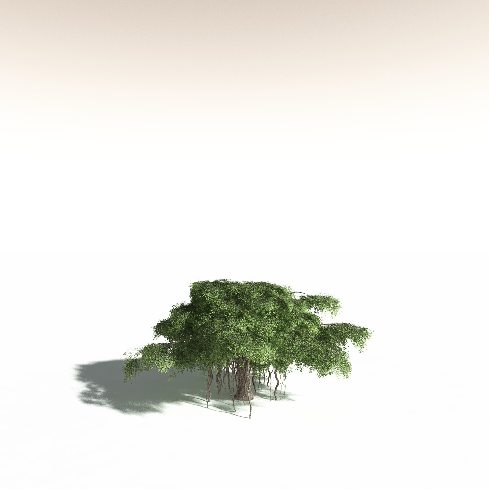 EVERYPlant Banyan Tree for Daz by N/A