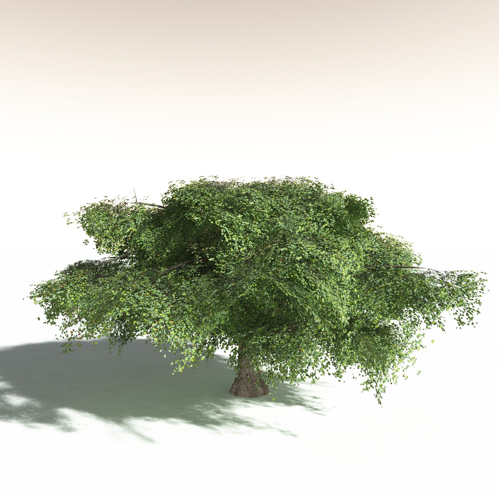 EVERYPlant Banyan Tree for Daz by N/A