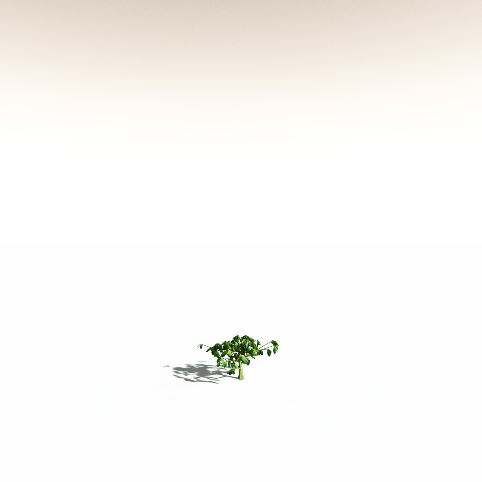 EVERYPlant Banyan Tree for Daz by N/A