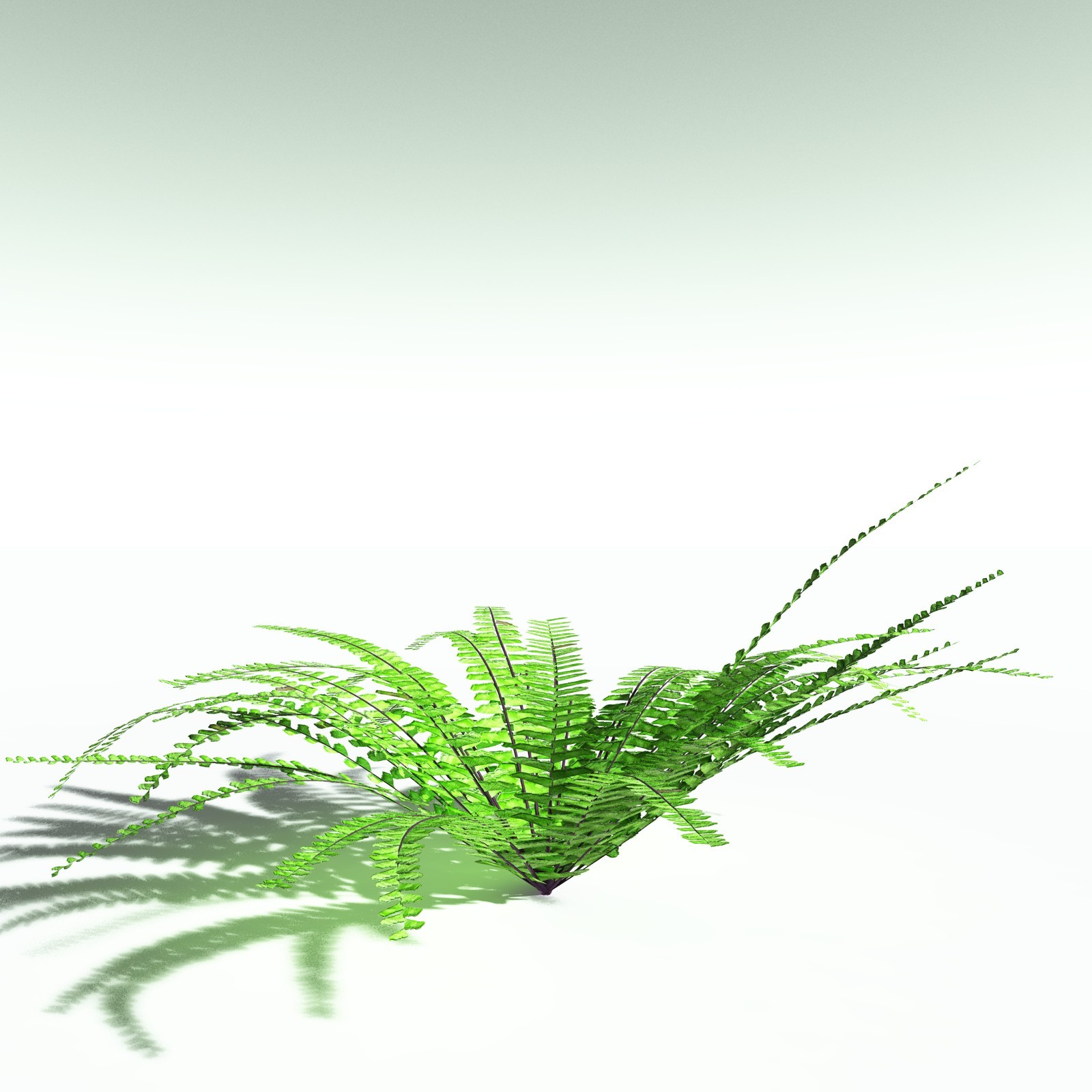 EVERYPlant Western Maidenhair Fern for Poser by N/A