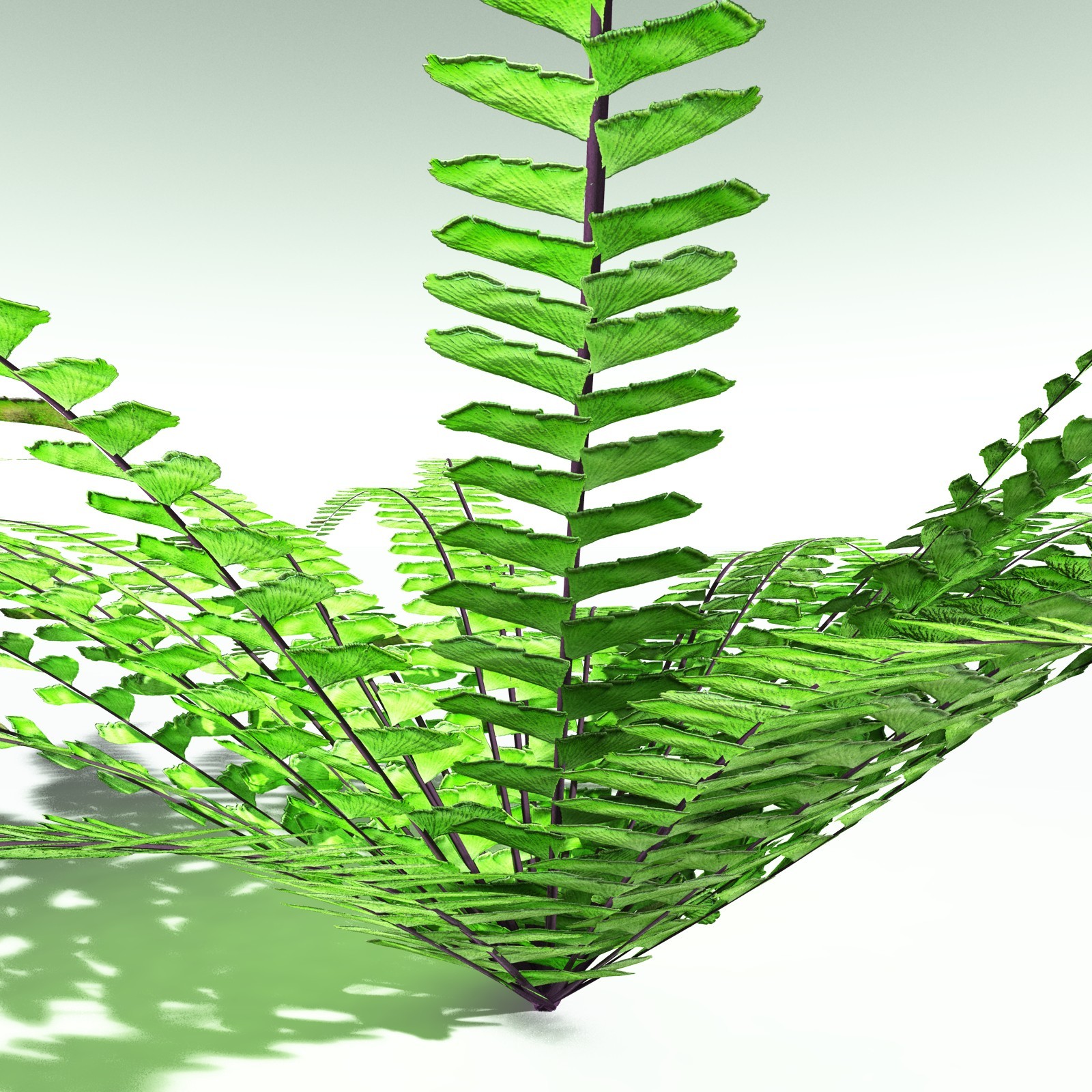 EVERYPlant Western Maidenhair Fern for Poser by N/A