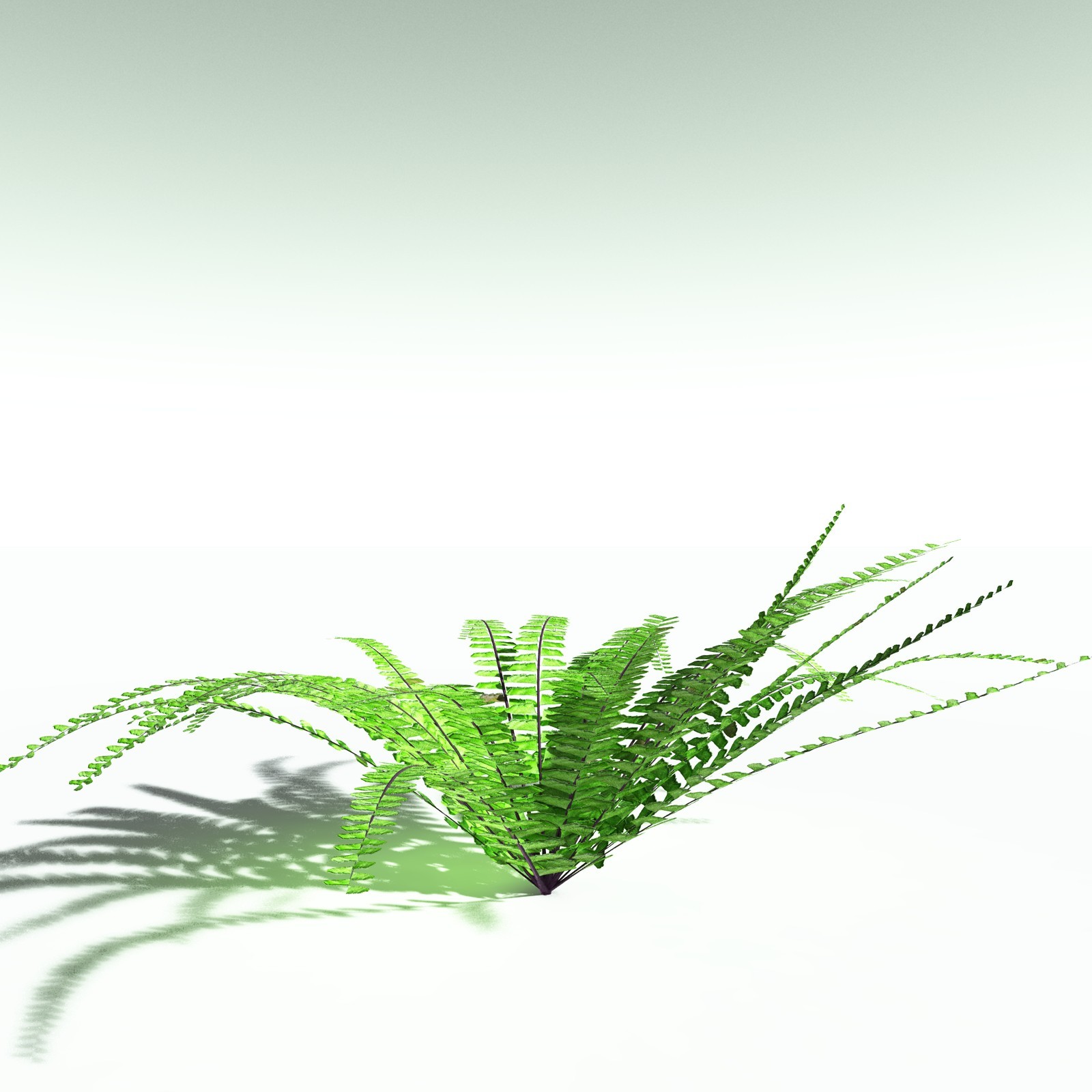 EVERYPlant Western Maidenhair Fern for Poser by N/A