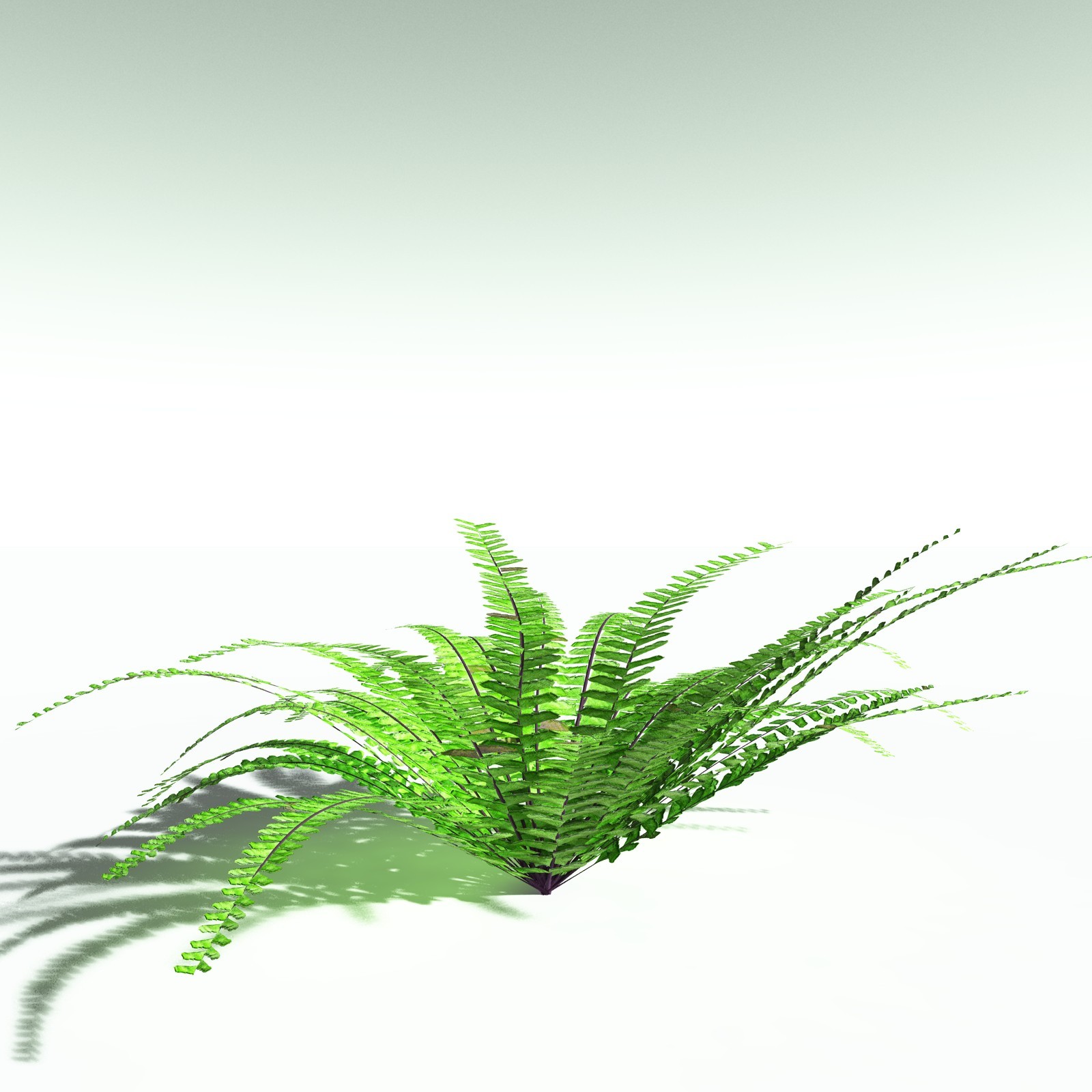 EVERYPlant Western Maidenhair Fern for Poser by N/A