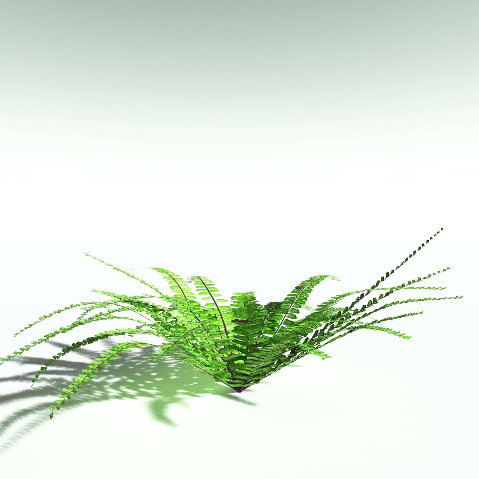 EVERYPlant Western Maidenhair Fern for Poser by N/A