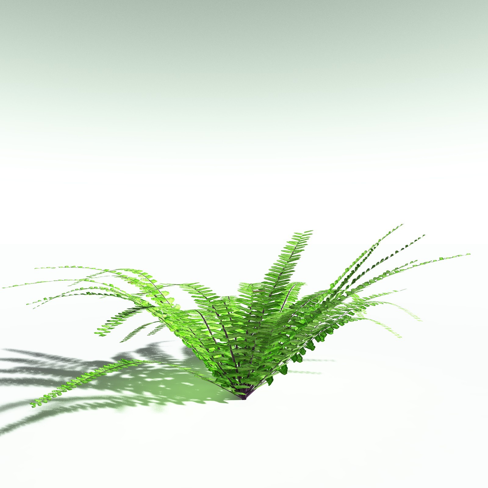 EVERYPlant Western Maidenhair Fern for Poser by N/A