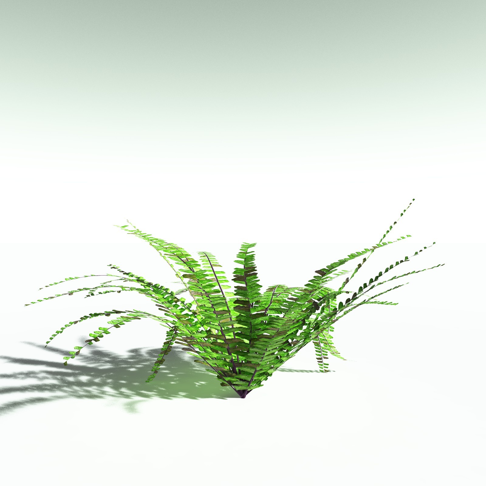 EVERYPlant Western Maidenhair Fern for Poser by N/A