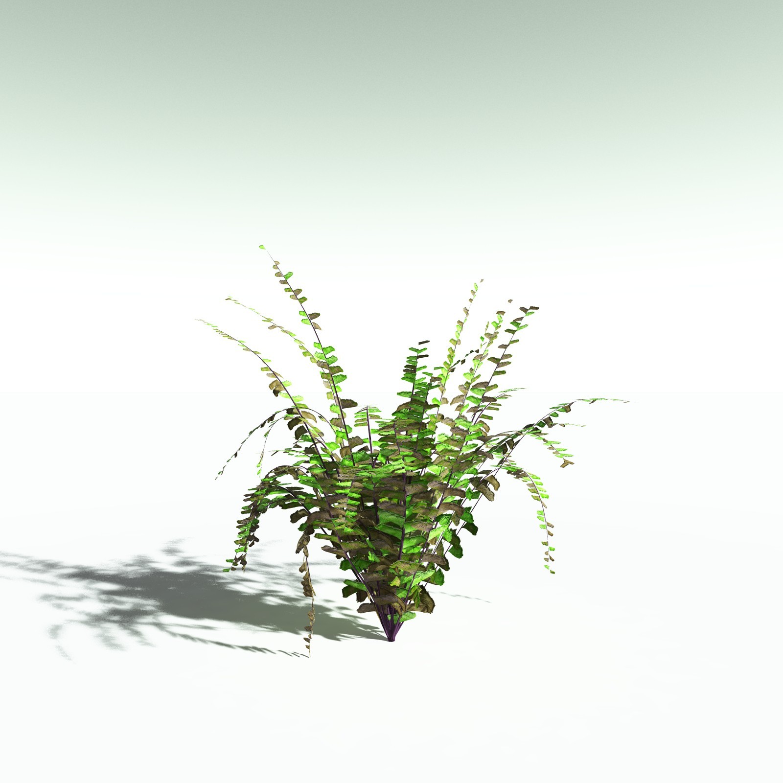EVERYPlant Western Maidenhair Fern for Poser by N/A