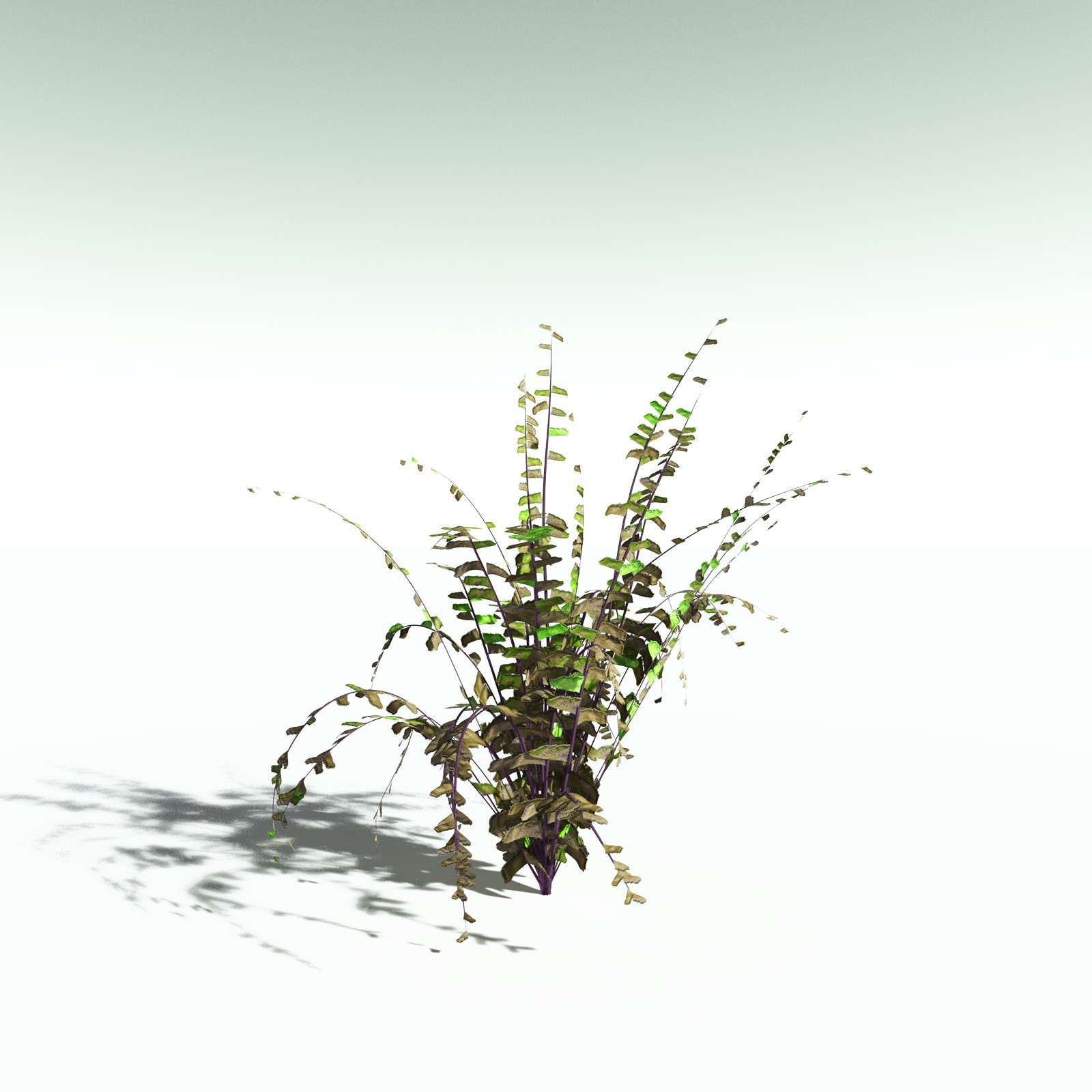 EVERYPlant Western Maidenhair Fern for Poser by N/A