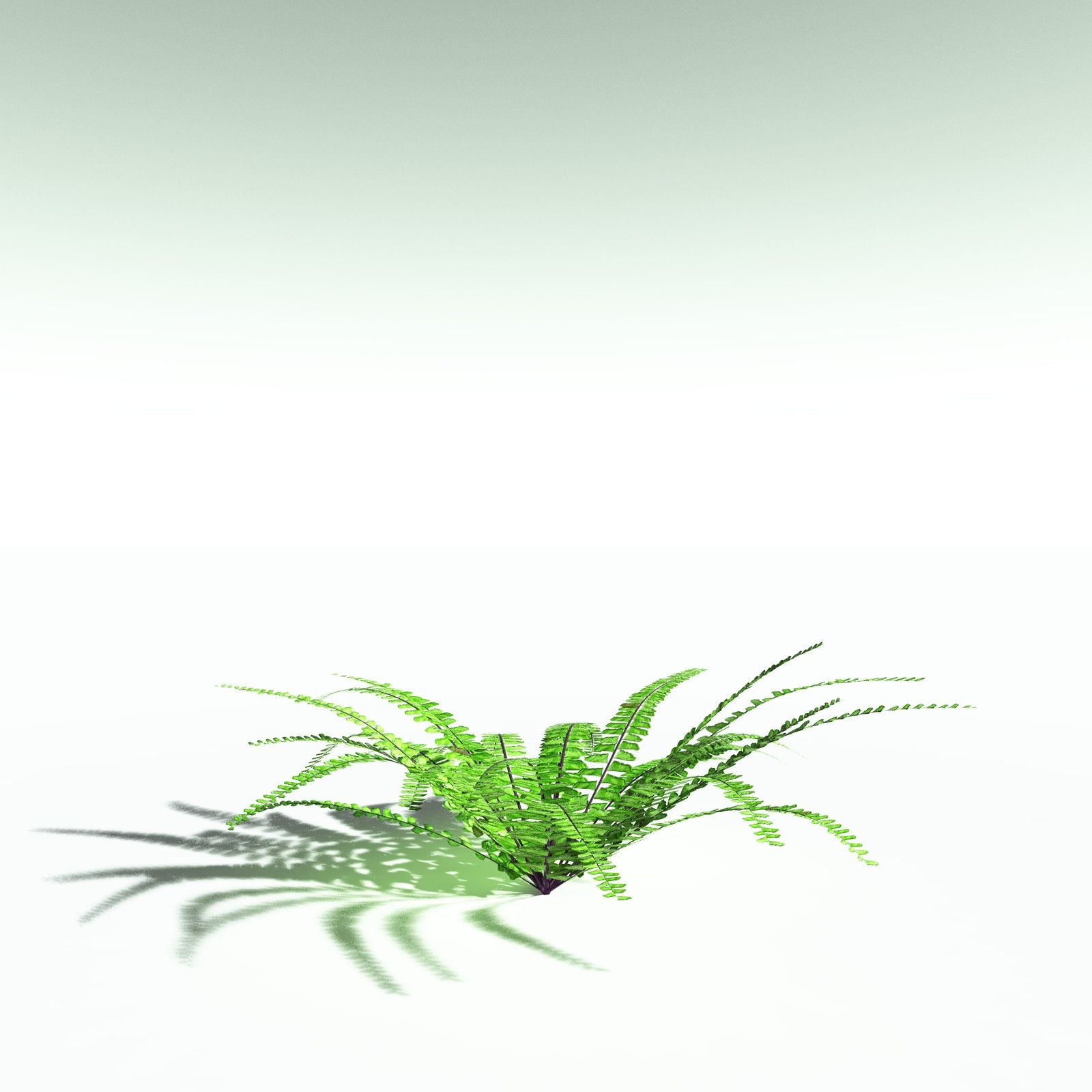 EVERYPlant Western Maidenhair Fern for Poser by N/A