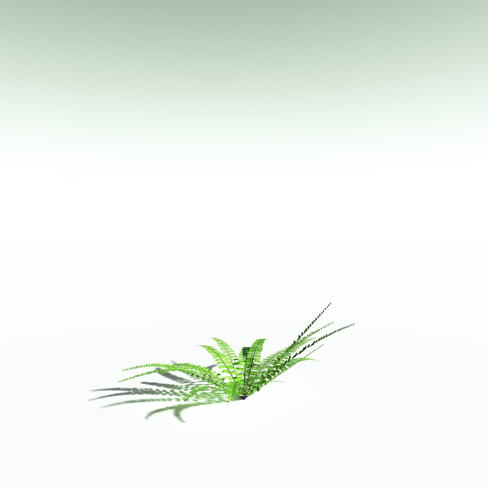 EVERYPlant Western Maidenhair Fern for Poser by N/A