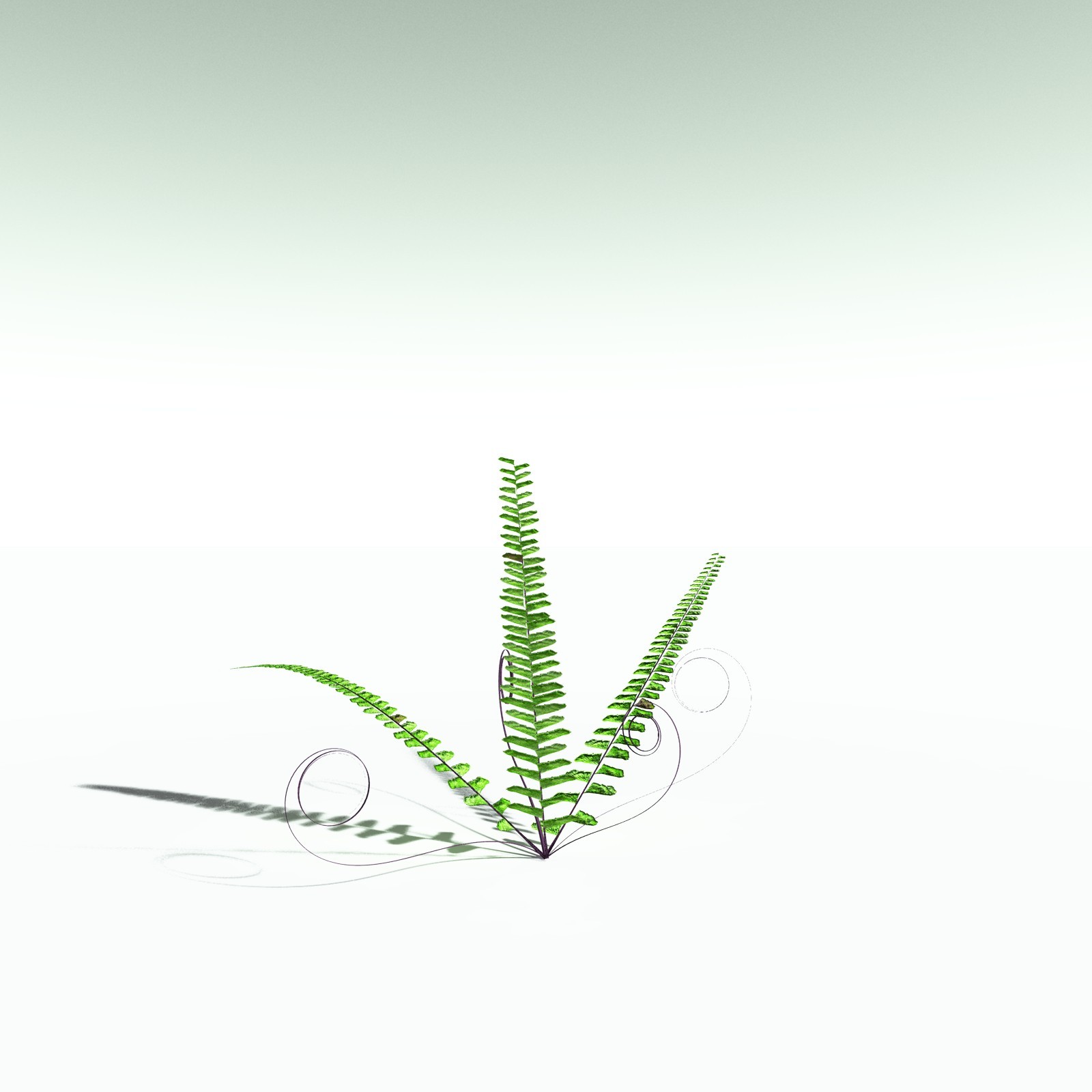 EVERYPlant Western Maidenhair Fern for Poser by N/A