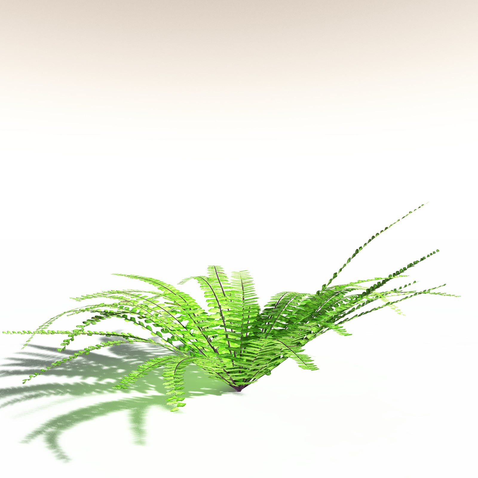 EVERYPlant Western Maidenhair Fern for Daz by N/A