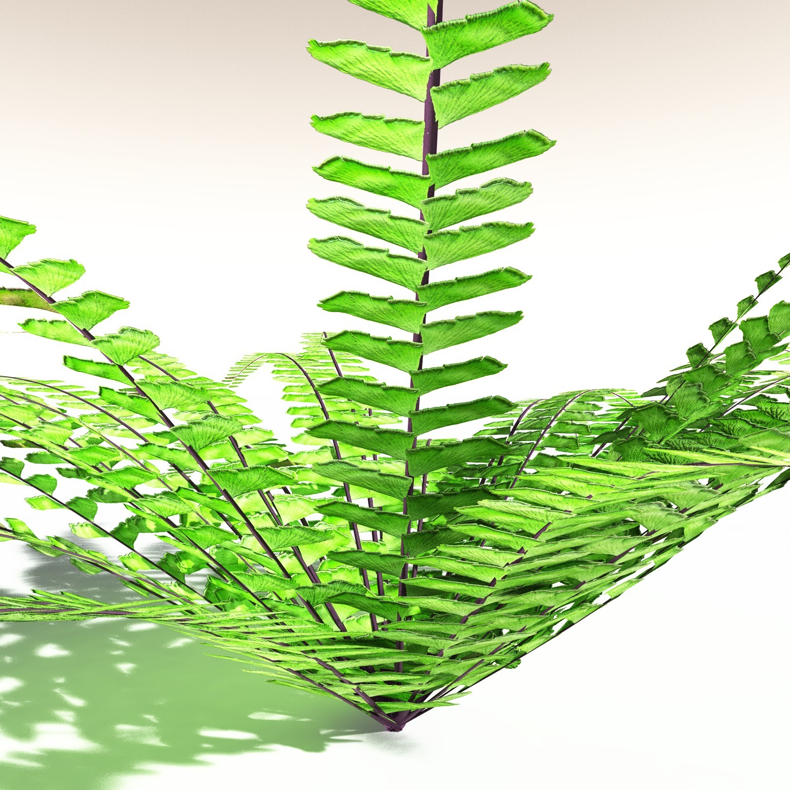 EVERYPlant Western Maidenhair Fern for Daz by N/A