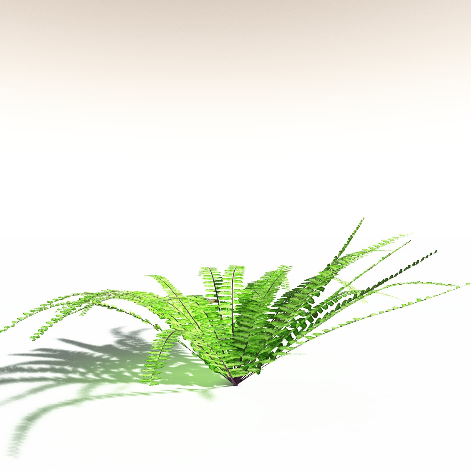 EVERYPlant Western Maidenhair Fern for Daz by N/A