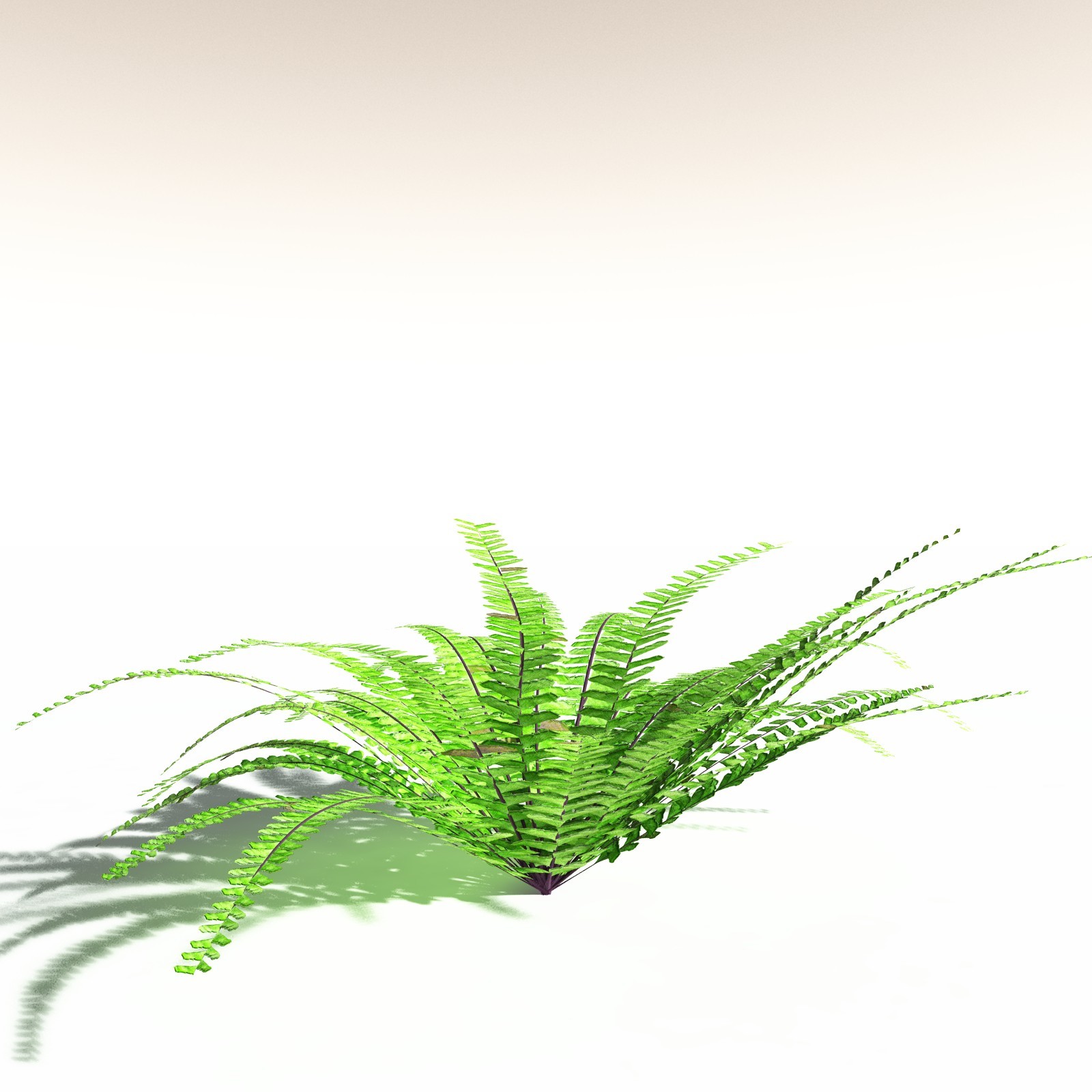 EVERYPlant Western Maidenhair Fern for Daz by N/A