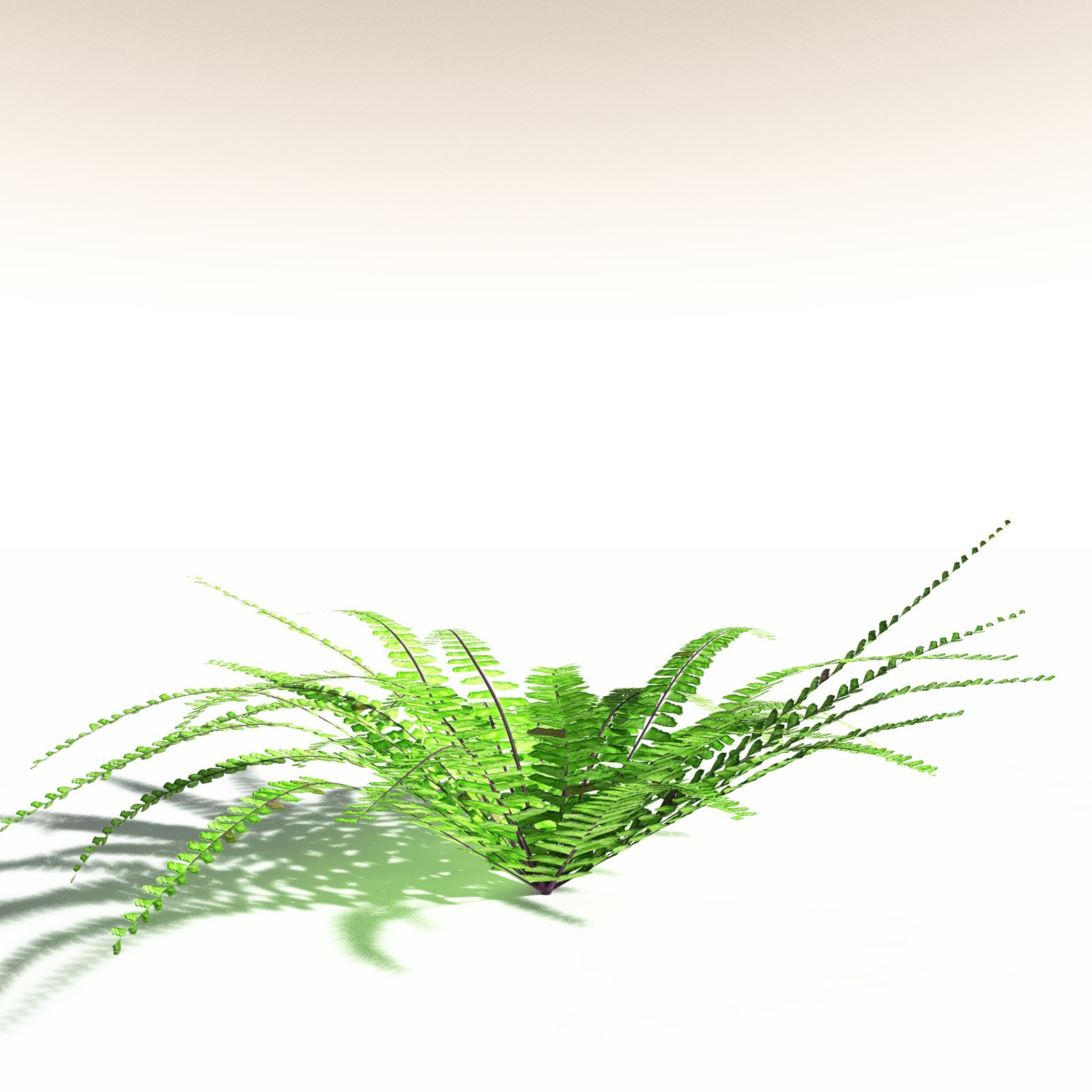 EVERYPlant Western Maidenhair Fern for Daz by N/A