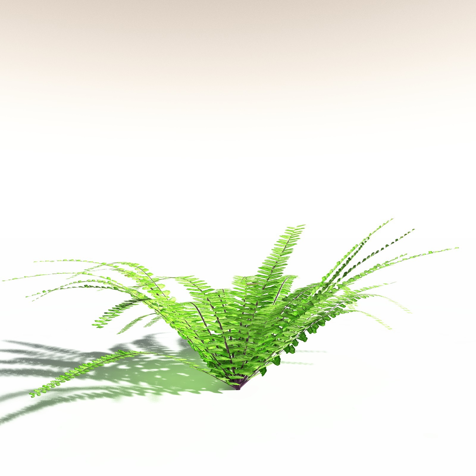 EVERYPlant Western Maidenhair Fern for Daz by N/A