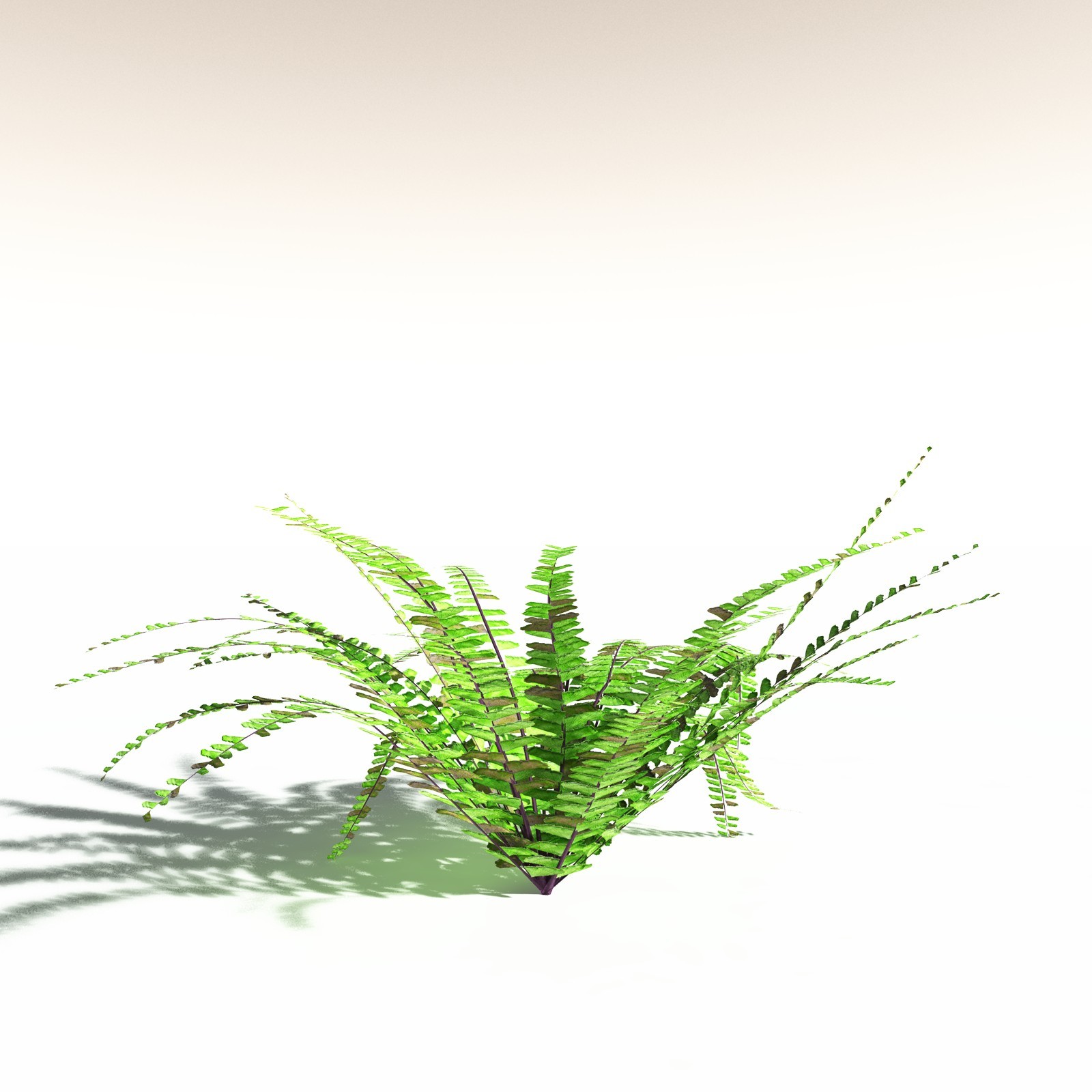 EVERYPlant Western Maidenhair Fern for Daz by N/A