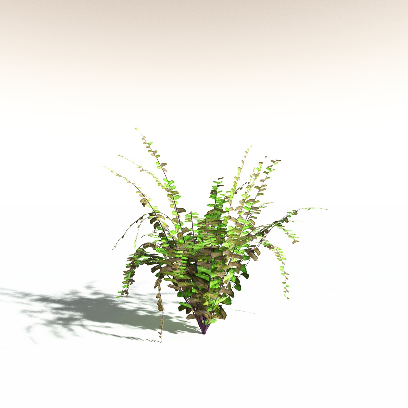 EVERYPlant Western Maidenhair Fern for Daz by N/A