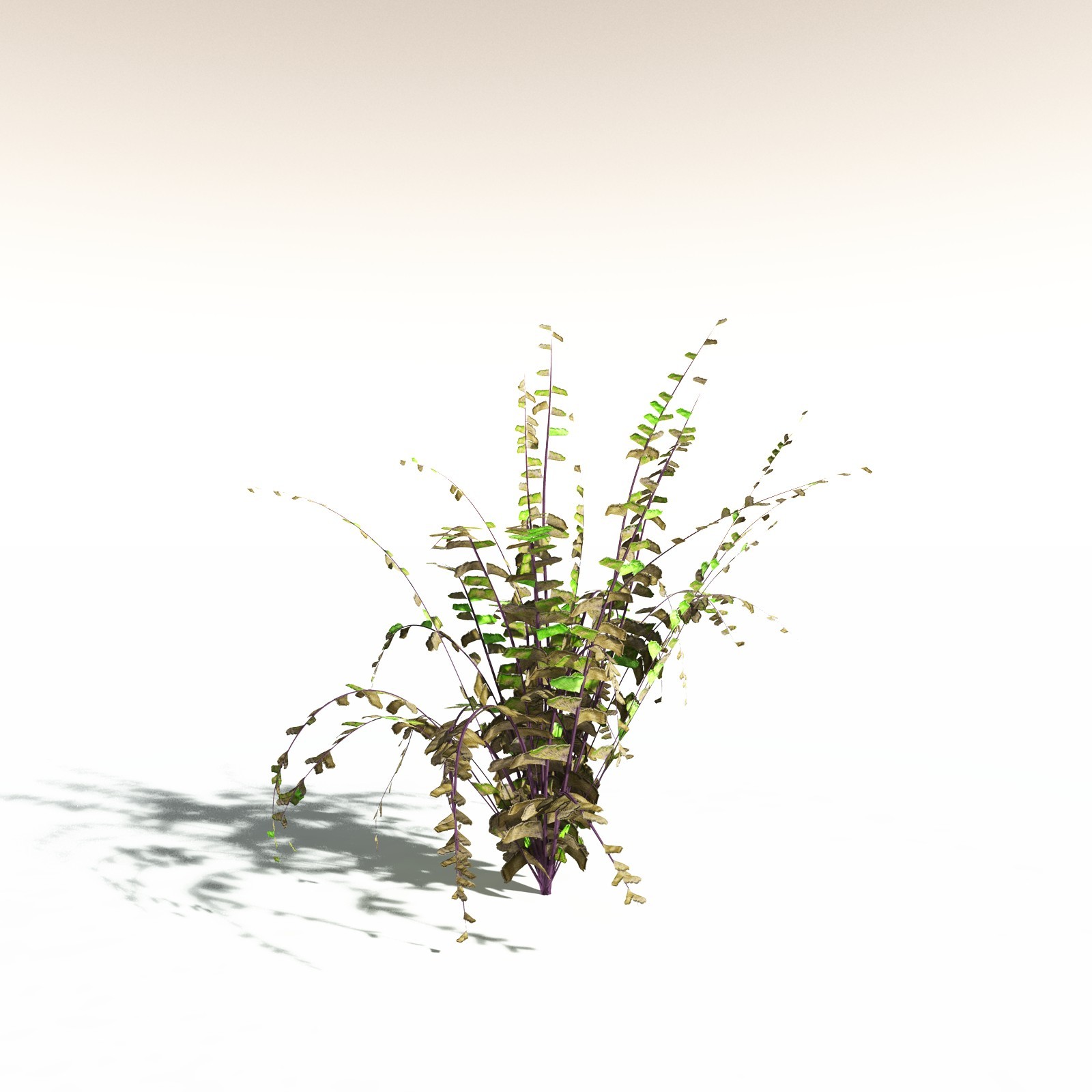EVERYPlant Western Maidenhair Fern for Daz by N/A