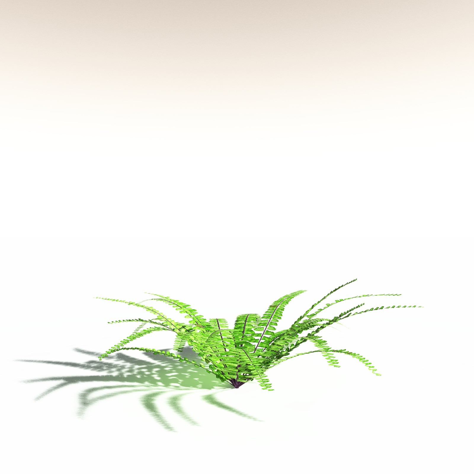 EVERYPlant Western Maidenhair Fern for Daz by N/A