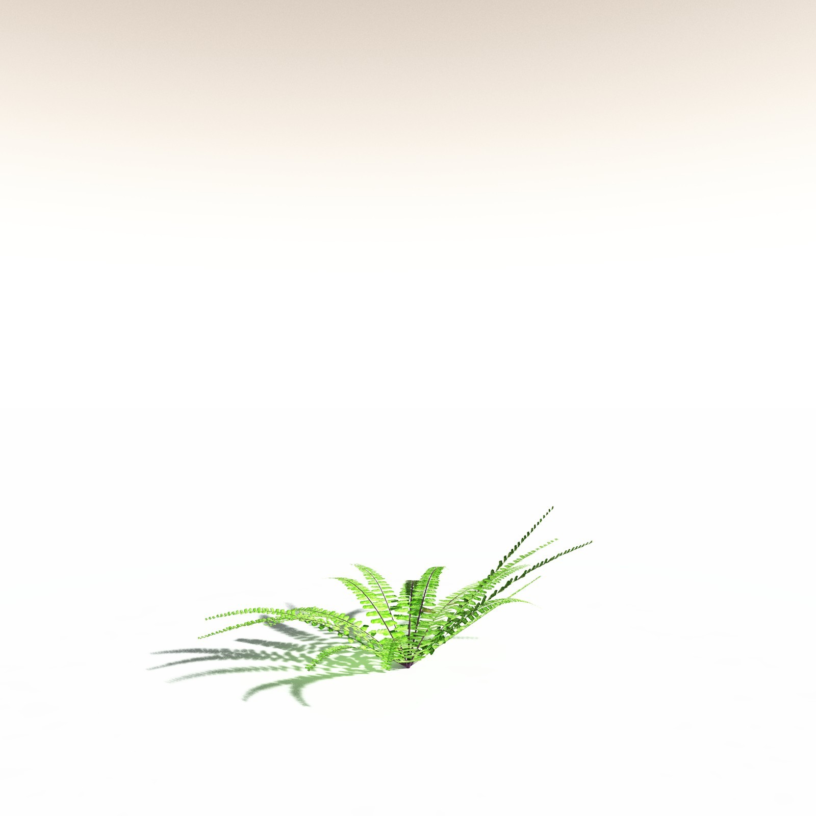 EVERYPlant Western Maidenhair Fern for Daz by N/A