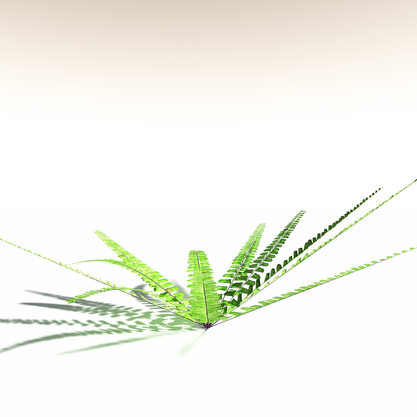 EVERYPlant Western Maidenhair Fern for Daz by N/A