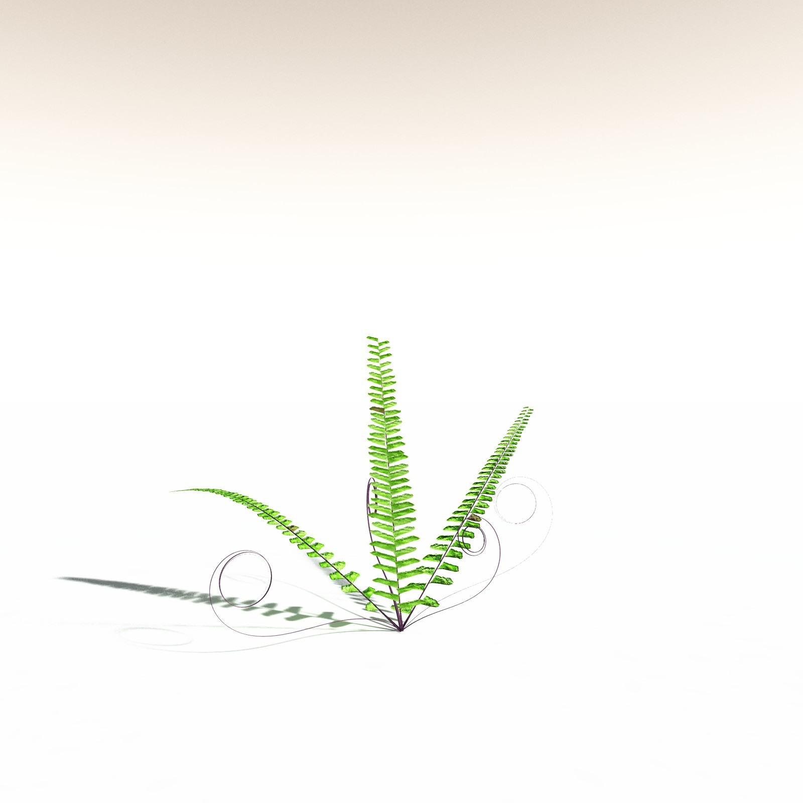 EVERYPlant Western Maidenhair Fern for Daz by N/A