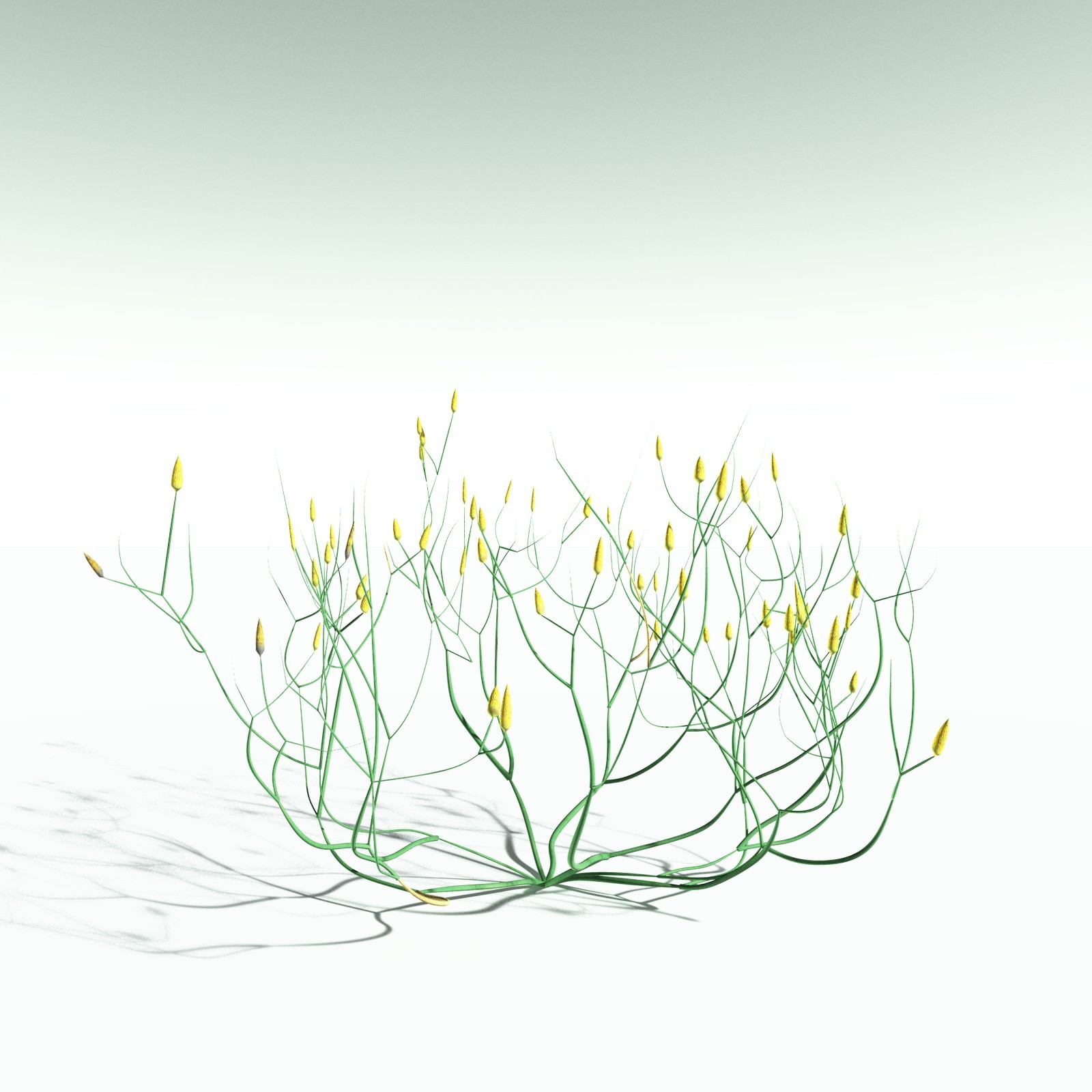 EVERYPlant Aglaophyton Majus for Poser by N/A