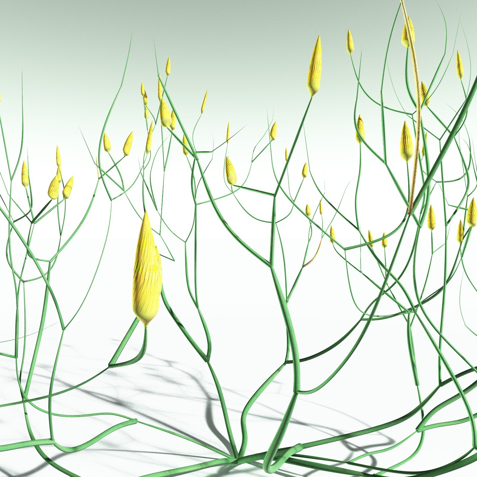 EVERYPlant Aglaophyton Majus for Poser by N/A