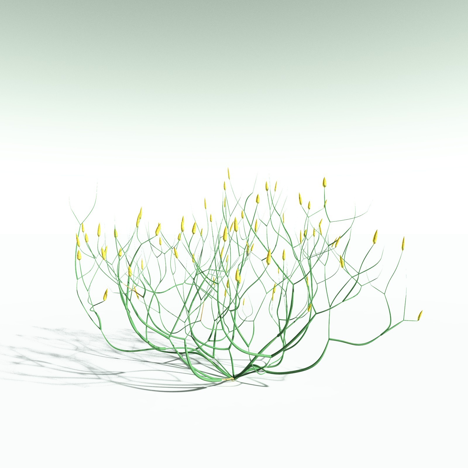 EVERYPlant Aglaophyton Majus for Poser by N/A