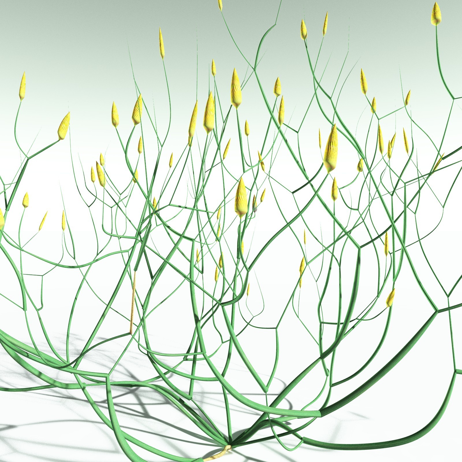 EVERYPlant Aglaophyton Majus for Poser by N/A