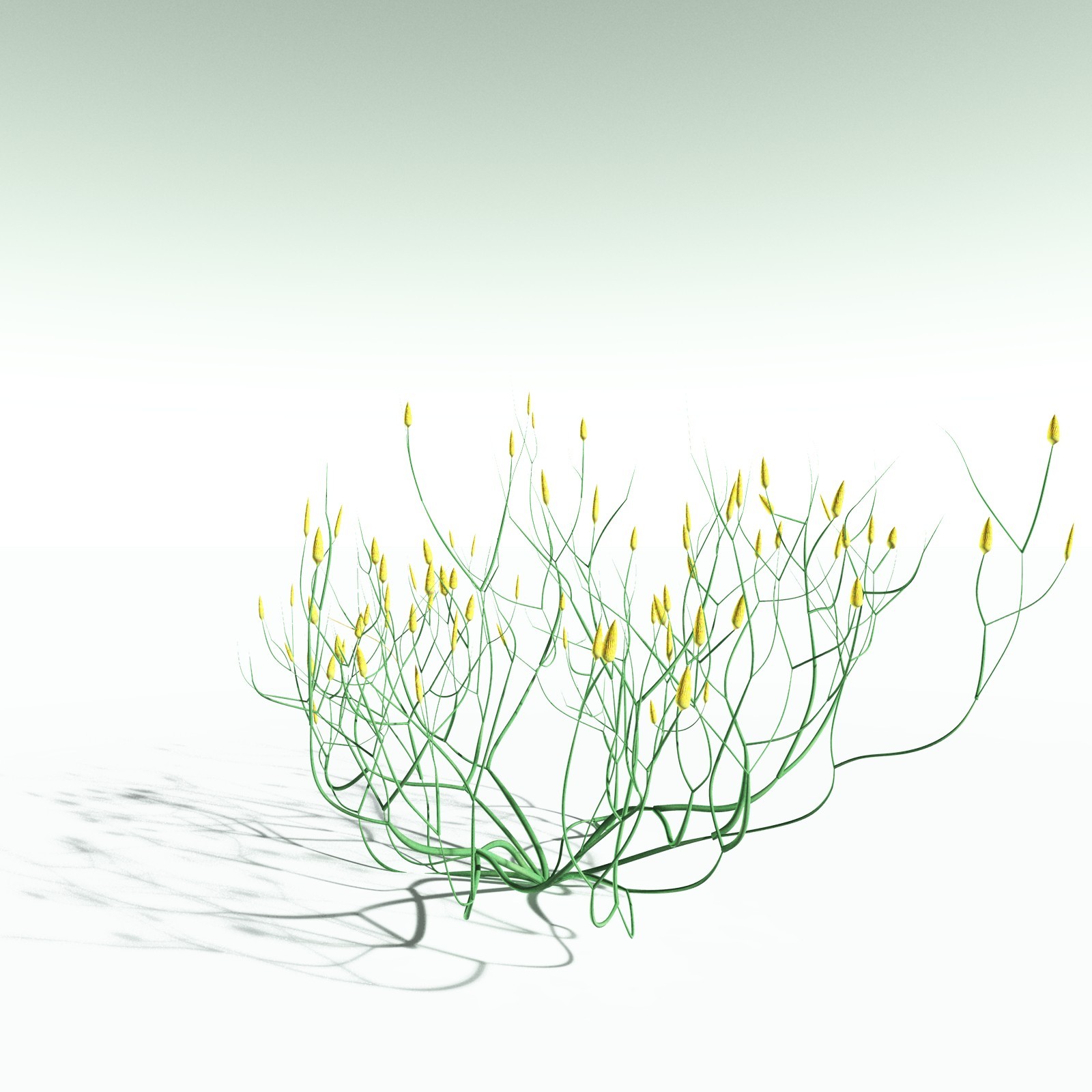 EVERYPlant Aglaophyton Majus for Poser by N/A