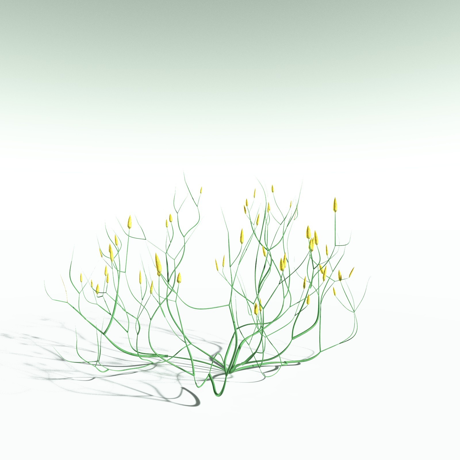 EVERYPlant Aglaophyton Majus for Poser by N/A