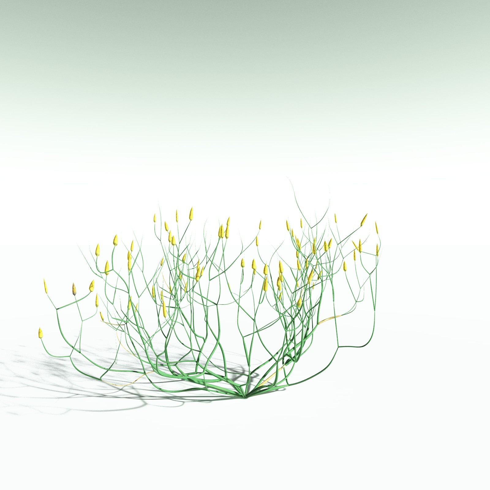 EVERYPlant Aglaophyton Majus for Poser by N/A