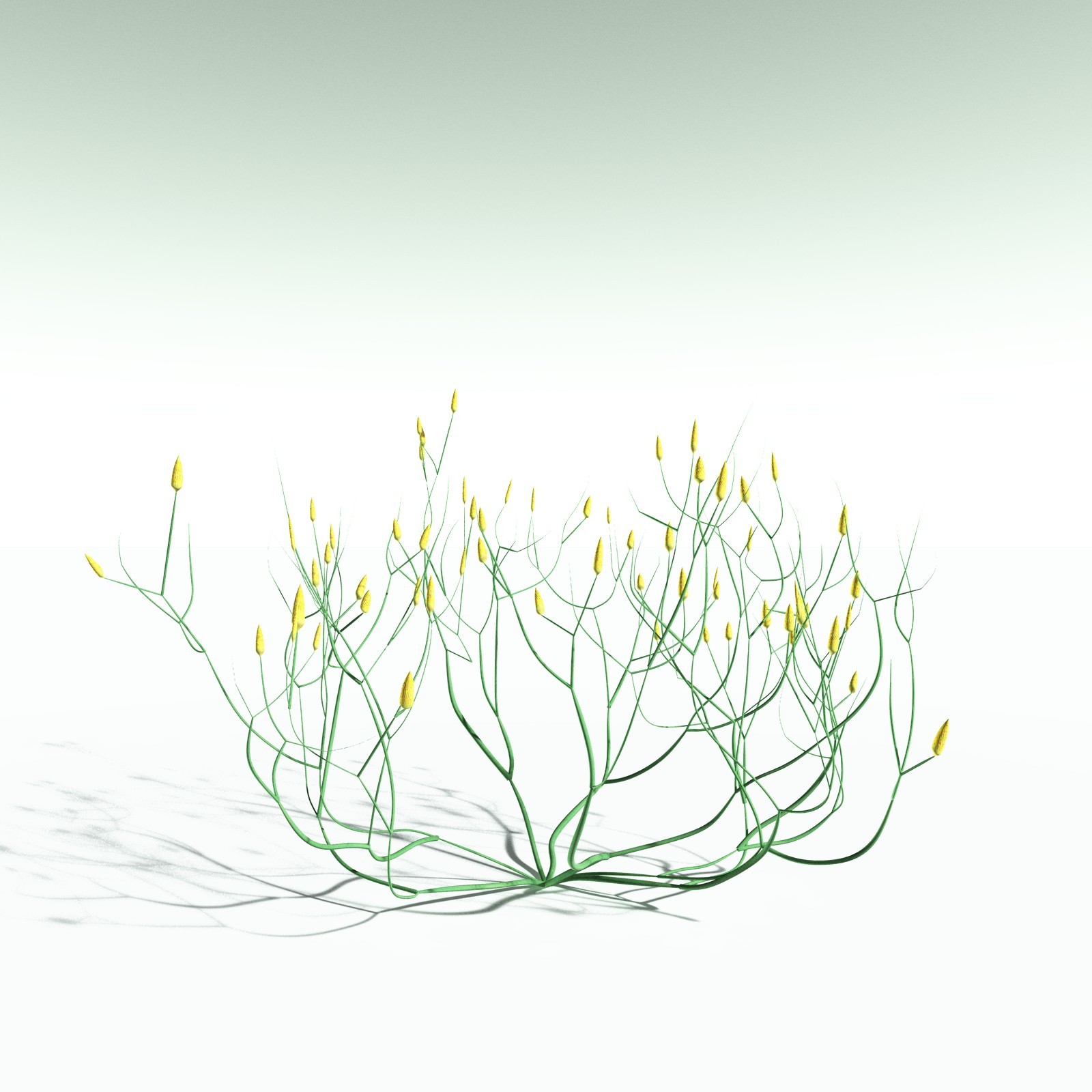 EVERYPlant Aglaophyton Majus for Poser by N/A