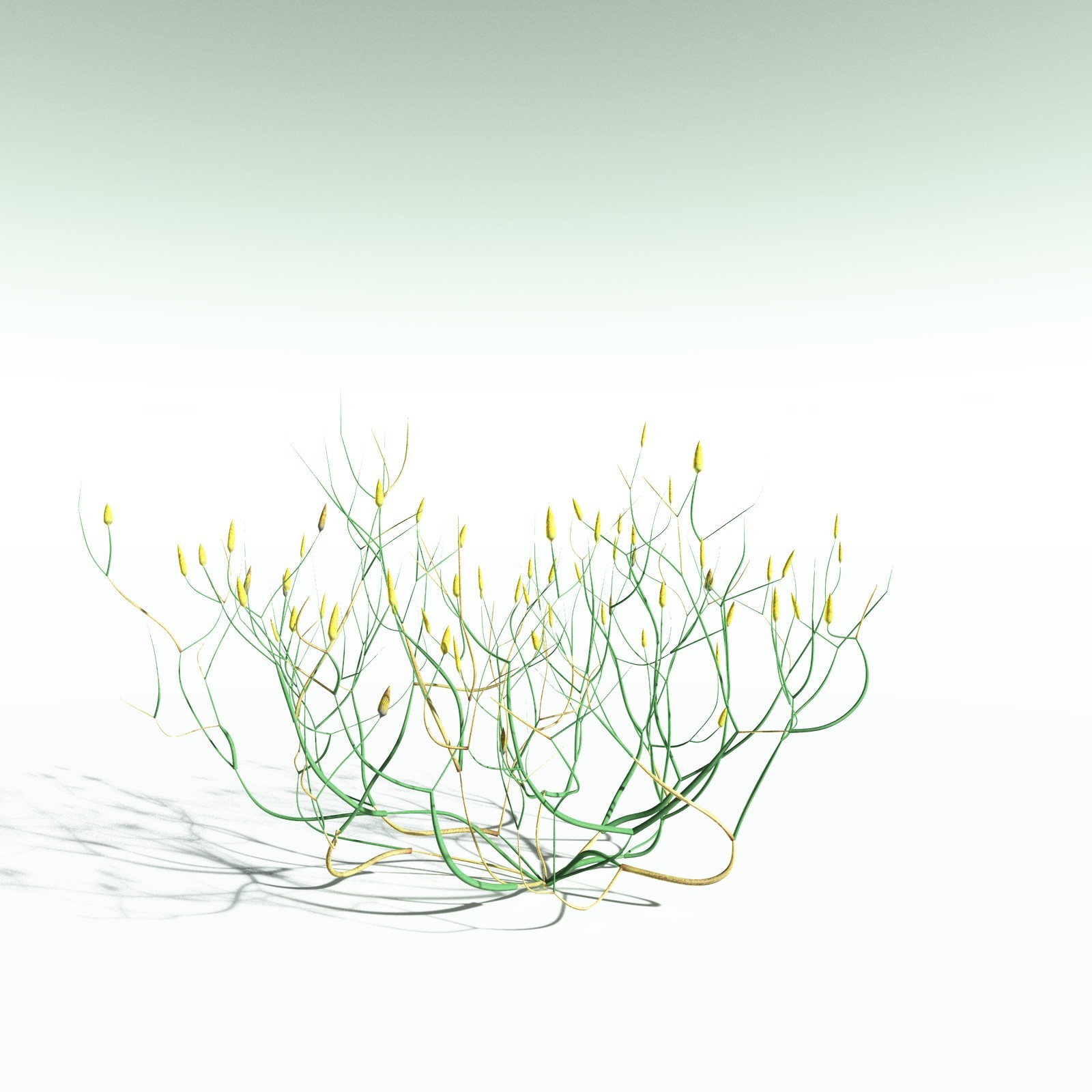 EVERYPlant Aglaophyton Majus for Poser by N/A