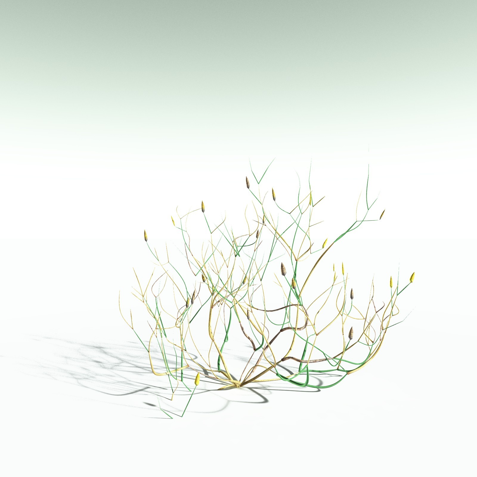 EVERYPlant Aglaophyton Majus for Poser by N/A
