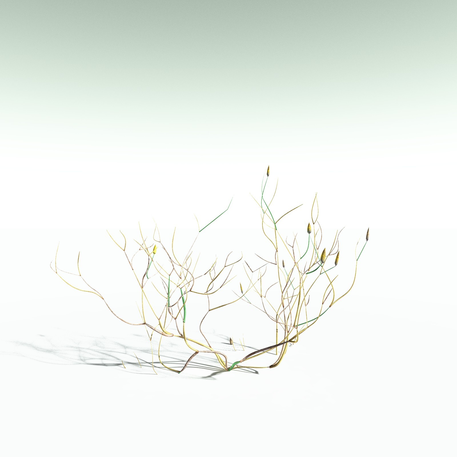 EVERYPlant Aglaophyton Majus for Poser by N/A